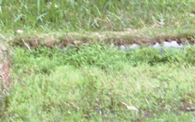 Anthropologie du surf : le localisme, part 2