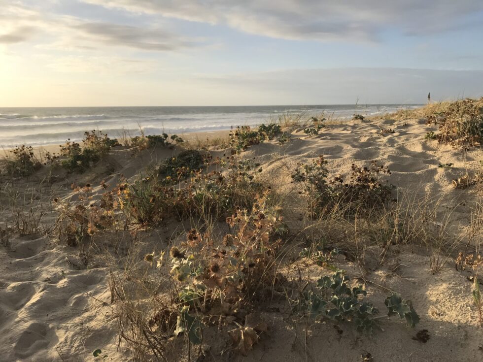 Paysage de dunes de plage avec des plantes résistantes à la sécheresse au coucher du soleil.