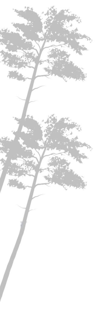 Silhouette de deux pins élancés sur fond noir.