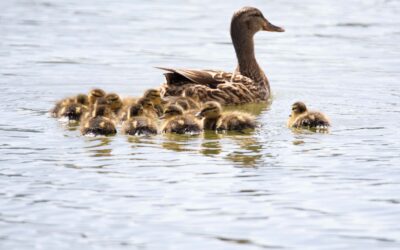 Surfeur, l&rsquo;effet caneton