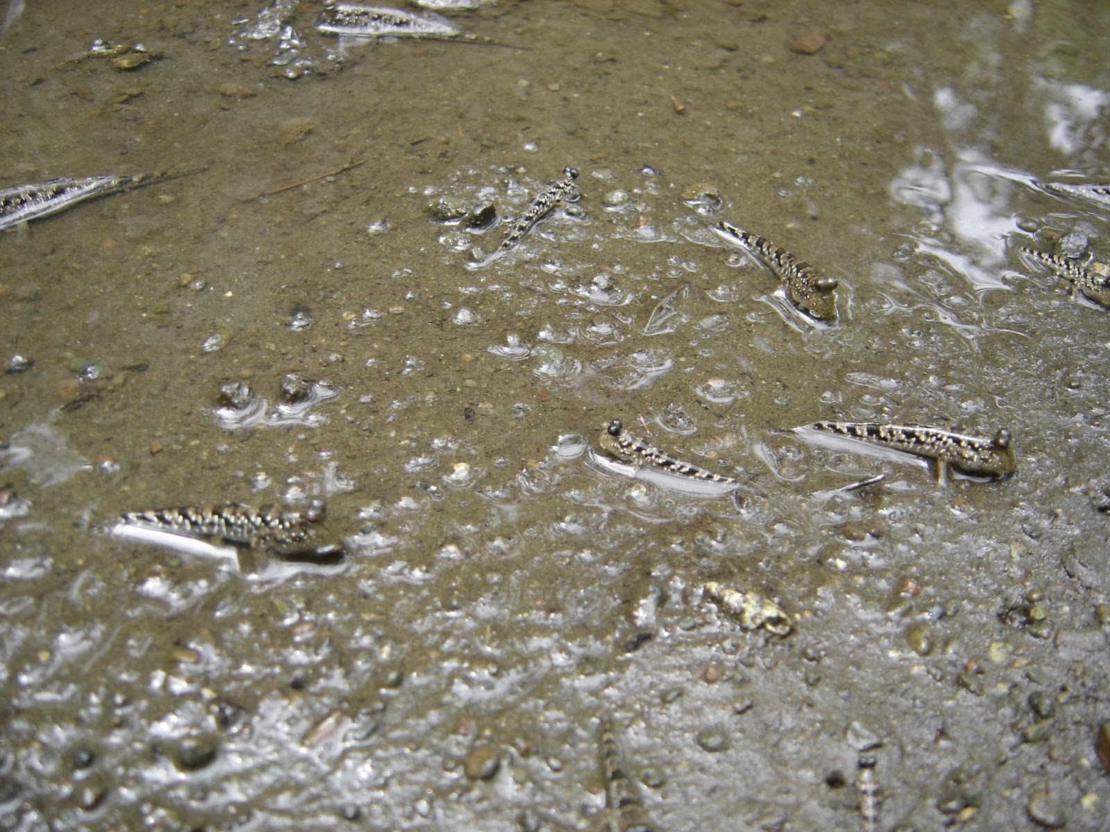 Mudskippers in shallow water, a scene reminiscent of 'genèse version surf'.
